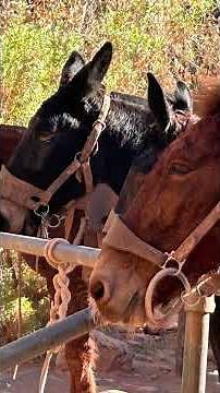 SWxOR: Phantom Ranch, Grand Canyon, construction, days 3-6. #swxor #southwestoffroad #grandcanyon