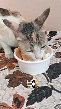We Found an Old Stray Cat on the Road and Named Her Stella| This Story Will Make Every Cat Lover Cry