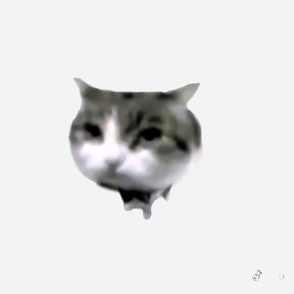 Meo Mai Man Cat - TikTok Cat Lover Video