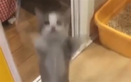 happy猫原版视频