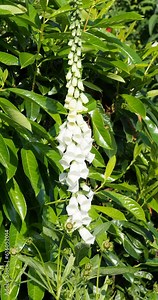 Digitalis purpurea 'Camelot white' or Garden Foxglove - Large, candle-shaped flower topped with creamy-white tubular flowersand yellow-mottled throat, rosettes silver-green-grey leaves Stock Video