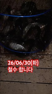 26/06/30(화) 철수 합니다 #낚시 #붕어 #향어 #메기 #장어 #철갑상어 #쏘가리 #송어 #민물고기 #역돔 #잉어 #대물낚시 #낚시대수리 #낚시대추천 #낚시대 #떡밥