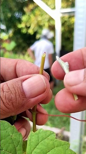 Best Grafting techniques for beginer