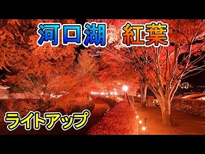 4K 河口湖紅葉まつり【ライトアップもみじ回廊 】 見頃 Lake Kawaguchi Autumn Leaves #河口湖紅葉 #河口湖 #ライブカメラ #もみじ回廊 #紅葉名所 #関東