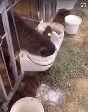 Cow drinking milk from bucket