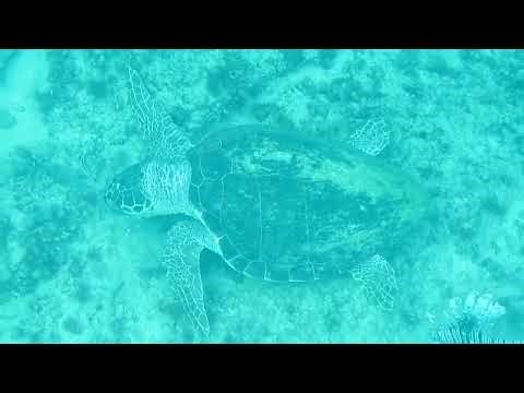 A sea turtle and a lionfish