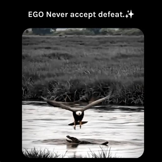EGO: Never Accept Defeat 🏆 #motivation #wildlife #mindset #mentality #eagle