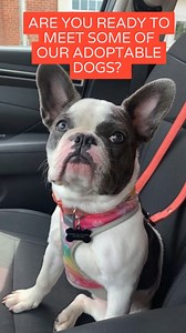 SNORT Adoptable Dogs! https://www.snortrescue.org/adoptable-dogs/ | SNORT - Short Noses Only Rescue Team