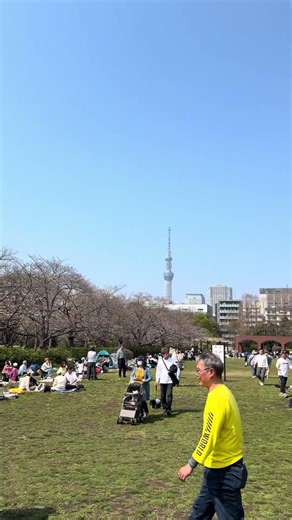 【花見 4K】Sakura Festival Tokyo 2025 | 猿江恩賜公園の満開桜🌸 Healing Walk in Koto-ku