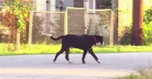 Houston winter storm: Local non-profit working to save stray dogs, cats ahead of freezing temperatures