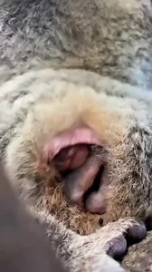 🌏WORLD - Meet Bobby 🐨 Bobby is a 5 and a 1/2 month old Koala Joey just starting to take his first sneak peeks at the world outside mum Chardy's Pouch 😍 Koala Joeys will emerge from their mother's pouches at around 6 months old, you'll be able to see Bobby in our Koala Nursery very soon 😄 Leave some love in the comments to welcome Bobby to the world 💚 #Koala #KoalaJoey #GoldCoast #Mum #Animal #Australia #ExperienceGoldCoast #CurrumbinWildlifeSanctuary #fyp #Baby | Currumbin Wildlife Sanctuar