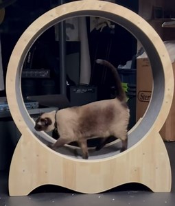 Cat Exercise Wheel for Indoor Cats, 42” Cat Running Wheel with Carpeted Runway, Cat Treadmill Wheel for Cat Health, Pet’s Weight Loss Device