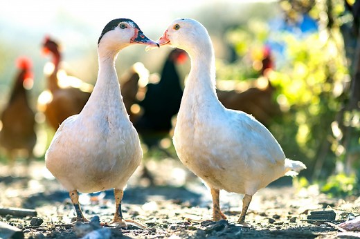 4 Best Duck Waterer - The Happy Chicken Coop