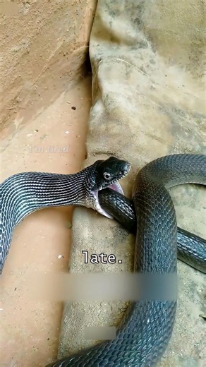The Fatal Confusion Inside a Snake's Brain #discovery #facts
