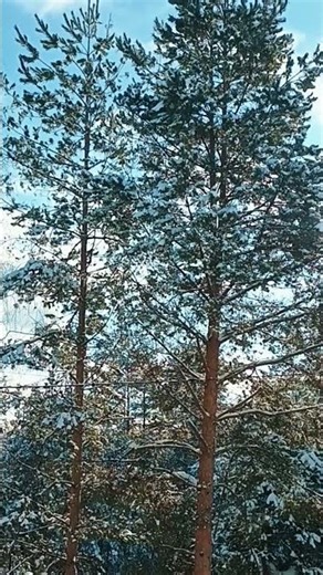 birds song | winter forest