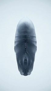 89K views · 1.6K reactions | XKR Butterfly by XK Studio | Visual Atelier 8 | Facebook