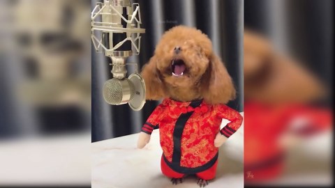 Cute Puppies with Funny Costumes