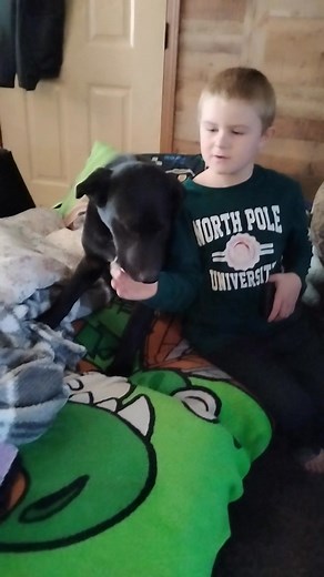 Meet T-Rex Jerry Cody This is one of Karis puppies that didn't find a forever home. August bonded with him and so his fur-ever home is with us  He has 2 more siblings that look just like him if you know of anyone wanting a puppy for Christmas  they were born the last week of June. They are really great dogs, used to being around kids and are scared of cats 路 seriously y'all, they don't try to mess with our cats at all. | Shari Cody | Facebook