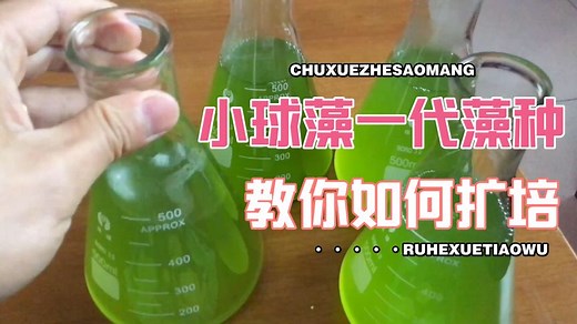 教你在家扩培，小球藻藻种，水产人养殖必学藻种扩培技术 - 西瓜视频