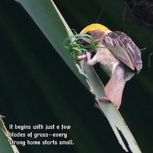 59K views · 1.5K reactions | From Grass to Home: Inside a Baya...