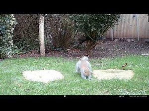 Squirrel Parkour