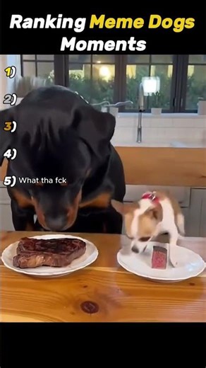 Ranking The Funniest Dog Moments #shorts #funny #dogs