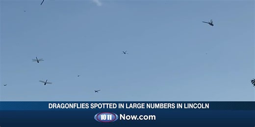 Dragonfly Invasion: What’s behind the swarms in Lincoln?
