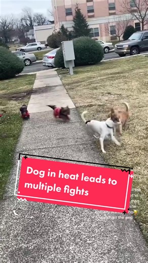 Importance of Managing Dogs in Heat Safely