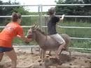 Riding mini donkeys