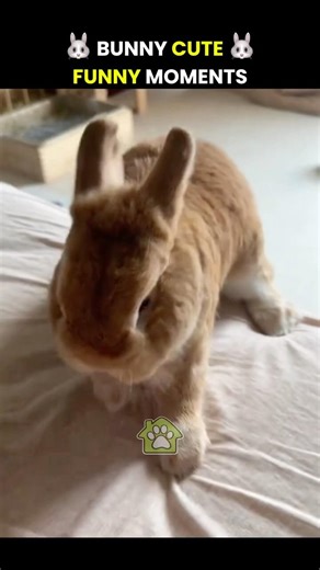 Cute Bunny Funny Moments 🐰