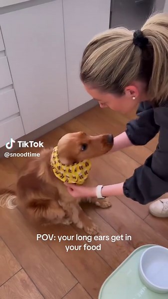 Moose the Cocker Spaniel Wears a Fun Snood
