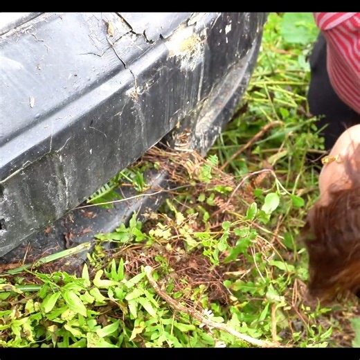 63K views · 1.2K reactions | I Rescued Car From An Abandoned Place Completely Covered with Weeds FULLY Restoration The Car | Fully Restoration Solution | Facebook