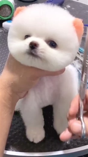 teacuppuppies on TikTok