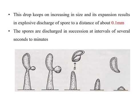 Development of Basidium and Basidiospores
