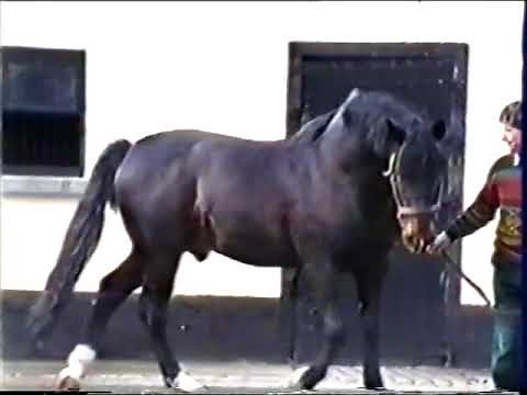 1993 - Jim McGinty Irish Draught stallion video