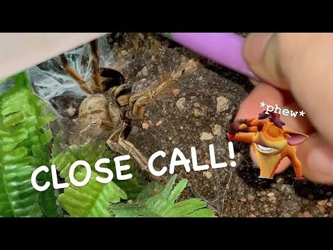 We TRIED to MATE my MOST DANGEROUS Tarantula Species ~ CLOSE CALL !!