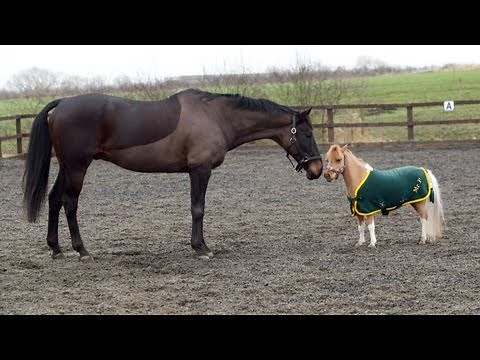 Real Life My Little Pony