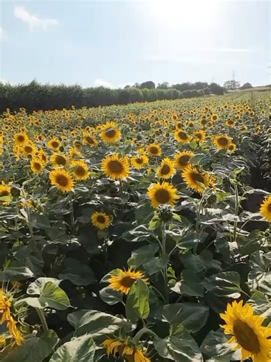 1.1K views · 14 reactions | Castle Farm, Kent on Reels | Facebook