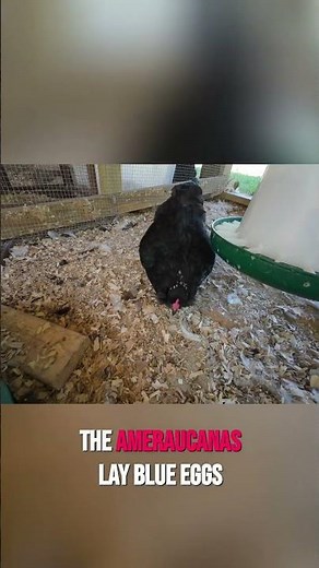 Blue Eggs & Beautiful Roosters: Meet Ameraucana Chickens! #shorts