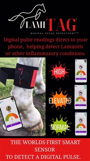 Lami-TAG🐎 on Instagram: "The first smart sensor to tell you if your equines digital pulse is elevated 🐎 using the same technology as a smart Watch it sends the data straight to your phone 💥 making it easy to monitor and share results with your equine professional ❤️#laminitisrecovery #laminitis #laminitissucks #pony #donkeysanctuary"