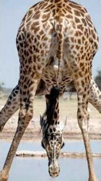 Why Giraffes Only Sleep 30 Minutes Per Day