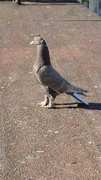 Oyunkuşu Nuhudi: Taklacı Seferli Çalışkan Güvercin Irkı #oyunkuşu #güvercin #pigeon #shortsvideo