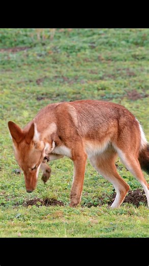 🤣🤣🤣A funny wolf.#wolf #fyp #tiktok #animals #foryou #animalworld