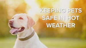 How to keep your pets safe from extreme heat