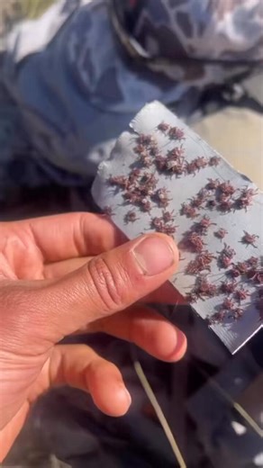 Beyond meat has been down for the last 5 years. Suddenly today in the midst of all of this talk and awareness of the lone star ticks and the US government making and distributing this bioweapon on its own people…. Only now does the stock price of beyond meat suddenly start going up. Every time we get sicker, the rich get richer…..Look at the MASSIVE wealth transfer during Covid-19 for reference.