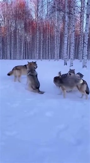 ​Alarm Clock Raven: Watch the Wolves React!#funnyanimals