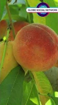 The Peach's Secret Journey from Royal Tables to Your Homem peach #peaches #fruit #fuits