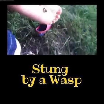 Stung by a Wasp REMIX (Longer Version) 🐝
