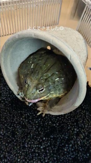 食欲旺盛なウシガエルのお食事