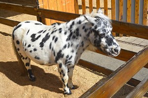 The 8 Smallest Horse Breeds In The World